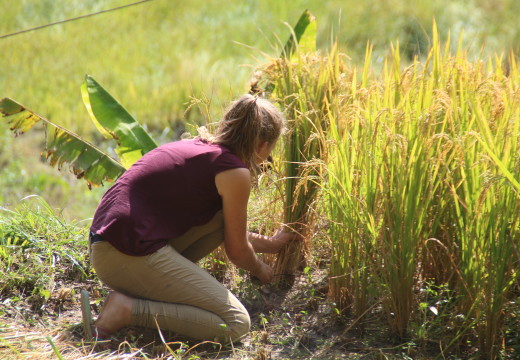 2 weeks volunteer + ABC trek at $ 1050
